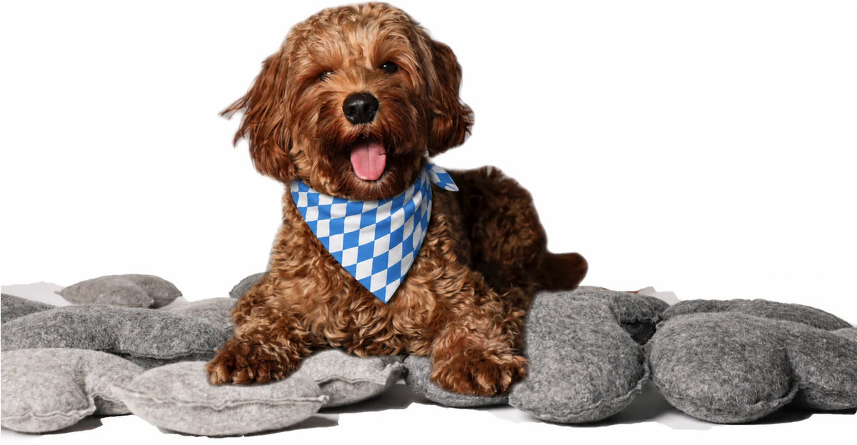 Labradoodle mit blau-weißem Wiesn-Halstuch auf nachhaltigem Hundespielzeug aus Naturwollfilz von WuffKultur